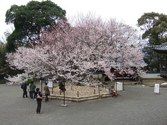 道成寺の入相桜