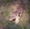 Tiger quoll giving tongue