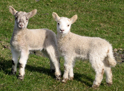 Lambs 31Mar09