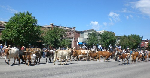 Rodeo Cattle Drive