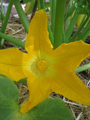 blooming yellow squash