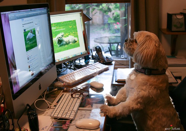 dog using a computer flickr