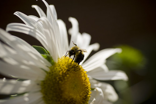 i am the pollinator