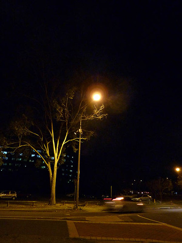 Tree, street light, night. 52/365