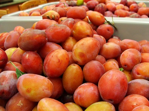 some of the 125lbs of plums donated via Vancouver Fruit Tree Project