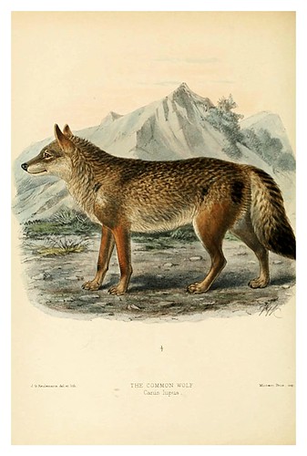 010-lobo comun-Dogs jackals wolves and foxes…1890- J.G. Kulemans