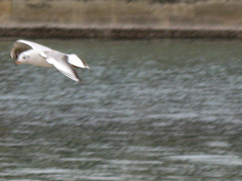 22-1-2009-seagulls5