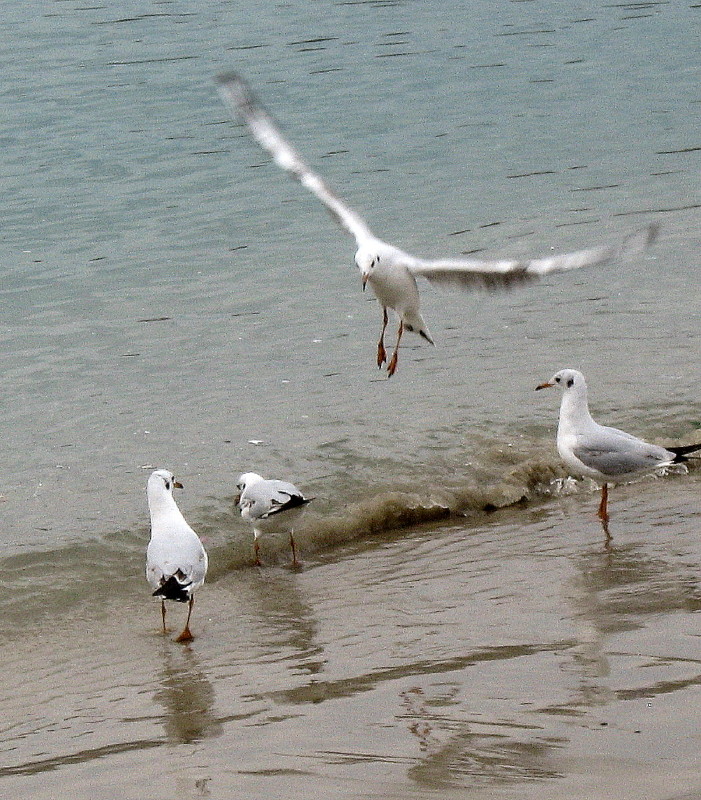 22-1-2009-seagulls11