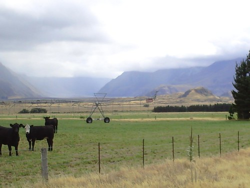 Cows and a Pivot in the foreground, Mt Sunday (Edoras) in the background
