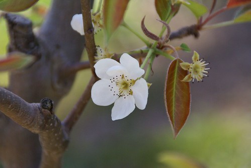 2009-03-25 (Pear Blossom)