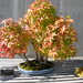 Fall Color in Bonsai at NC Arboretum