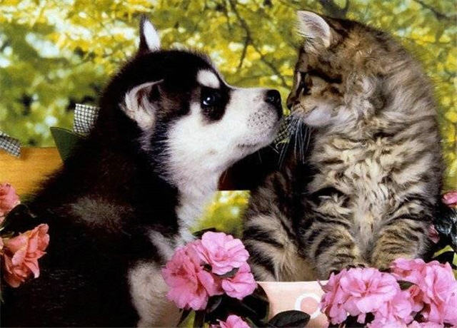 cats&dogs_17