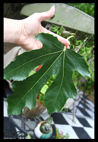 One of the smaller fig leaves on my tree