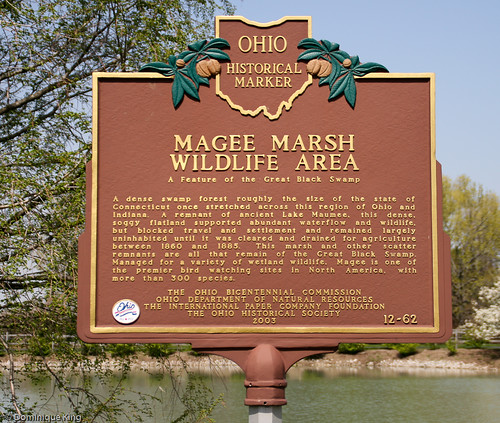 Magee Marsh, Ohio wildlife refuge-7