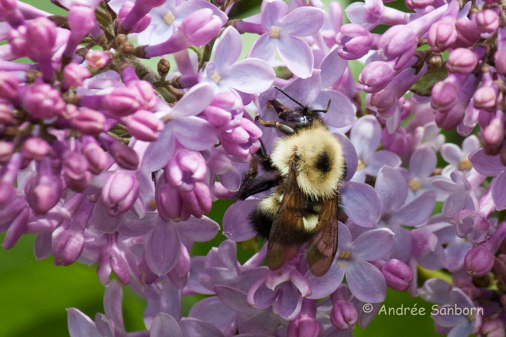 Bumblebee on Lilacs-5.jpg