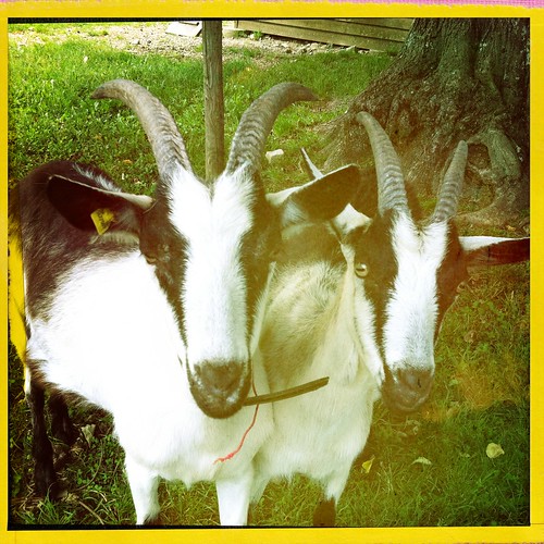 Goats by Davide Restivo