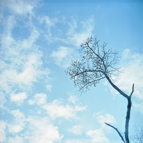 Blue sky & winter tree