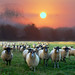 Sheep Purple by aremac
