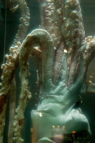 Preserved Giant Squid