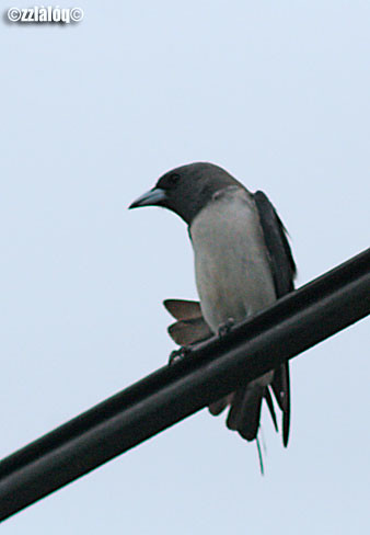 Lelayang Dada Putih @ White-breasted Wood-swallow