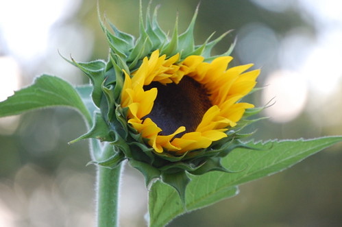 sunflower bloom