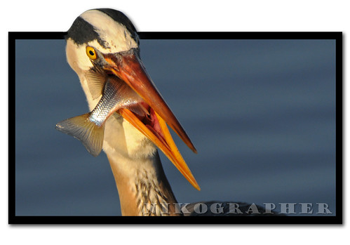 Great Blue Heron Action Figure (w/ Kung Fu Grip)