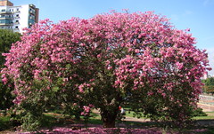 Barriguda / Paineira-rosa / Cotton-silk-tree (Ceiba speciosa) Park Ceret Sao Paulo. Brazilian native tree