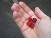 Berries in hand DS