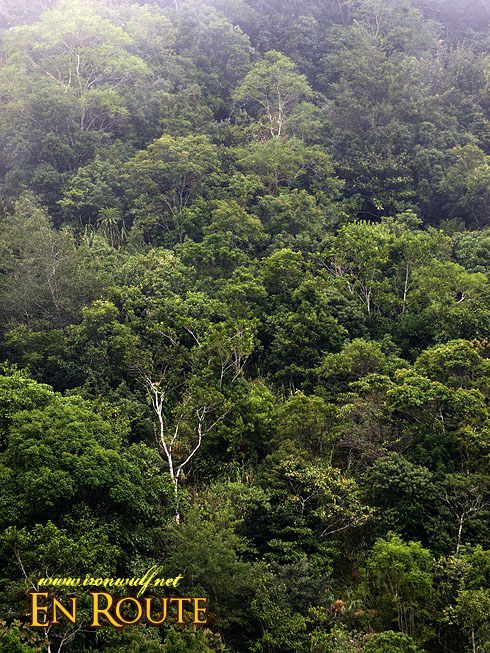 Imugan's Dipetrocarp Forest