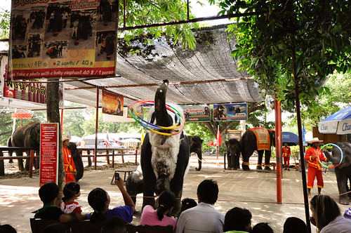 Elephant Show