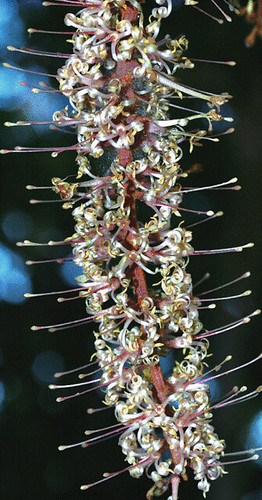 	台灣原生的山龍眼，與銀樺是同家族的親戚，它們的花也具有相同的構造。(游適誠攝)