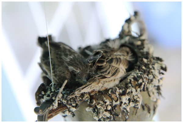 Baby birds in the nest in our wind chimes