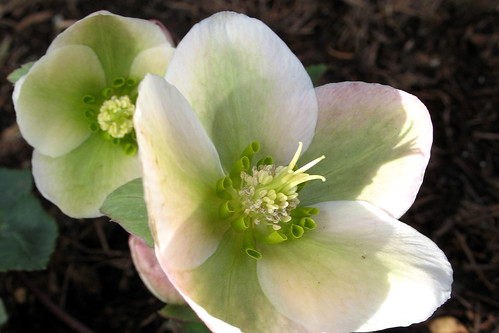 february flora - helleborus