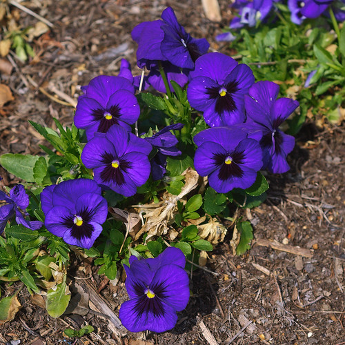 Missouri Botanical Garden (Shaw's Garden), in Saint Louis, Missouri, USA - dark purplish blue flower