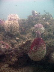 Coral scape