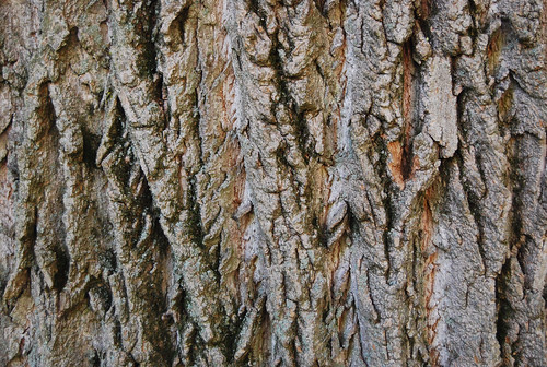 Tree Bark Texture 04