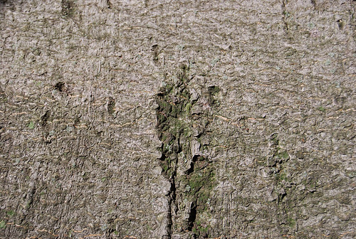 Tree Bark Texture 07
