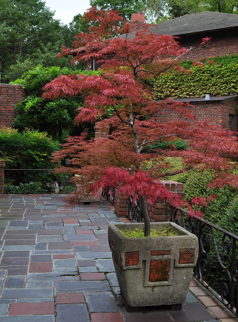Potted Japanese Maples Beautiful Plants And Inspirations 400 x 300