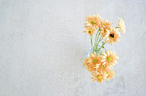 フリー写真素材|花・植物|キク科|ヒナギク・デイジー|