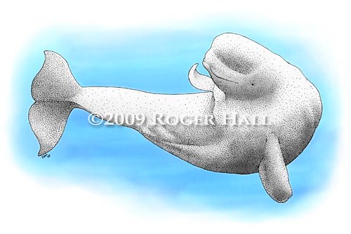 beluga whale drawing. Beluga Whale. Fine art drawing