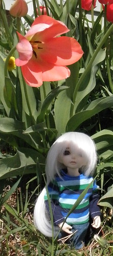 Souji's tulips 2 by trinlayk