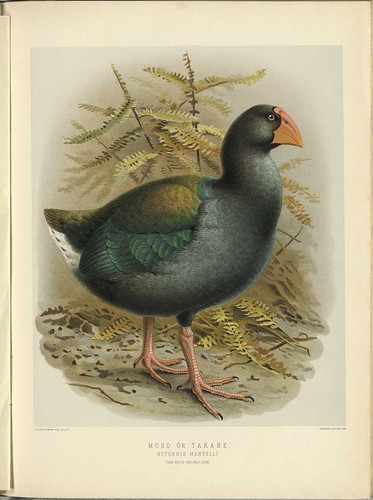 Moho or Takahe - Notornis mantelli