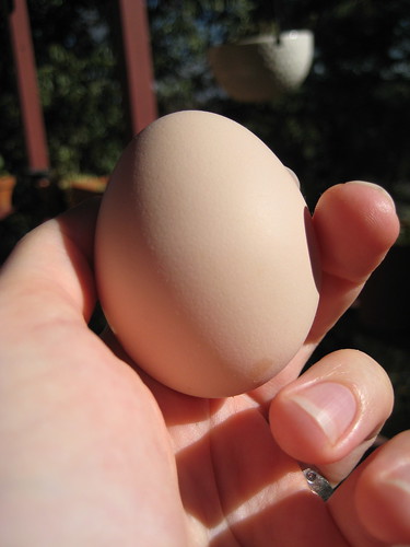Tina's first egg!
