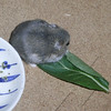 小松菜を食べるコー太