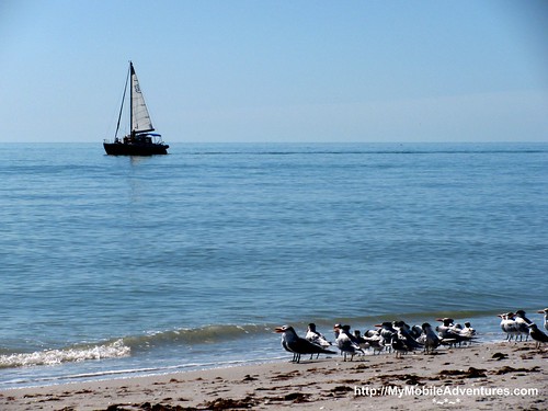IMG_0362-Sanibel-sailboat-seagulls-beach