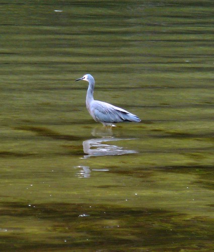 White-faced Heron, Near Lune River