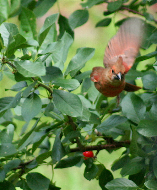 cherry cardinal flight
