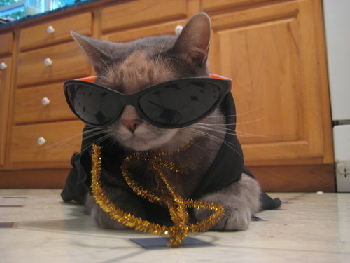 one cool cat