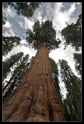 General Sherman Largest tree in the world