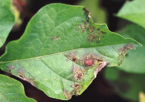 Symptom of late blight on potato leaves